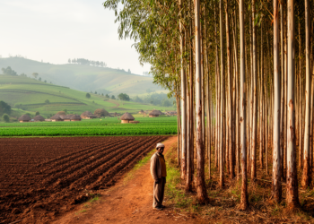 Eucalyptus Woodlots Outearn Crops in Ethiopia, Raising Food-versus-Wood Concerns