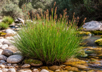 Rare Mediterranean sedge reveals two new plant communities on Sardinian streams