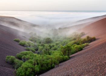 Fog-Fed Oases Reveal Hidden Rules of Plant Diversity in South America’s Coastal Desert