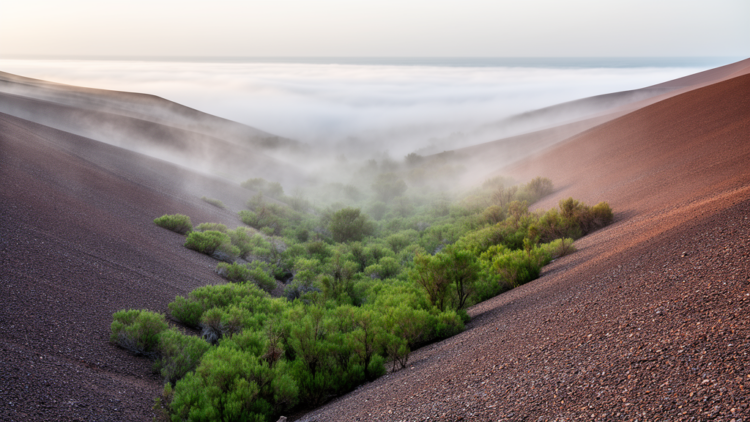 Fog-Fed Oases Reveal Hidden Rules of Plant Diversity in South America’s Coastal Desert