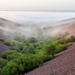 Fog-Fed Oases Reveal Hidden Rules of Plant Diversity in South America’s Coastal Desert