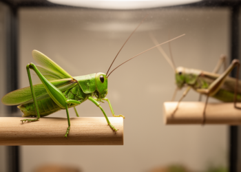 Great green bush-cricket songs fail to reveal male strength in laboratory duels