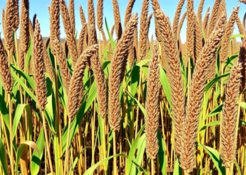 Invasive Weed Turned Biochar Shields Sorghum From Salt Stress
