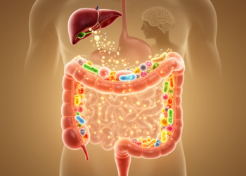The Aging Gut’s Chemical Factory: How Microbial Metabolites Shape Organ Health in Old Age