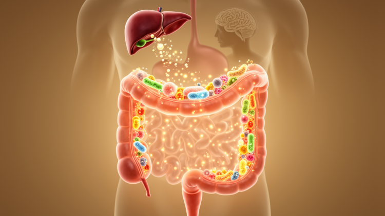 The Aging Gut’s Chemical Factory: How Microbial Metabolites Shape Organ Health in Old Age