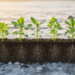 Eight Crops, One Salty Field: How Plant Identity Rebuilds the Rhizosphere Microbiome
