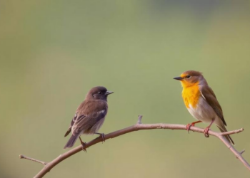 The More You Watch Birds, the Calmer Your Mind, Study Finds