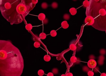 Gut Metabolites From Pomegranate Rewire Human Muscle Cells in Surprisingly Different Ways