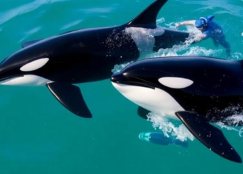 Swimming With Orcas: Mexico Bets on Precaution as New Tourism Boom Hits the Gulf of California