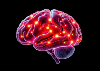 Aging, Sex, and Exercise Shape Brain Mitochondria Differently