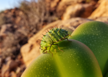 New plant bug with spiny armor discovered on toxic succulents in South Africa