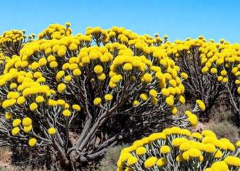 Sicily’s broom shrublands rewrite the map of Mediterranean vegetation