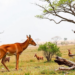 A Simple Habitat Model Is Quietly Reshaping How Scientists Map Human-Wildlife Conflict