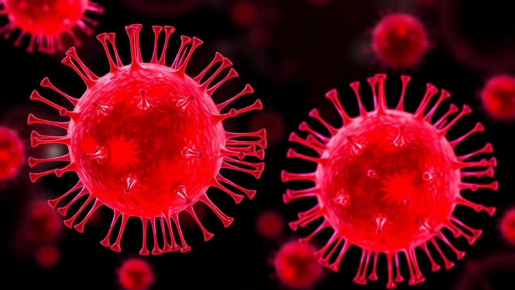 Rare IL-15-Driven NK Cell Subset Supercharges T Cell Attack on Melanoma