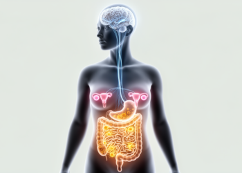 How psychological stress rewires the gut and ovaries to shape women’s fertility