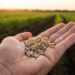 Seed Microbes: The Hidden Inheritance That Could Transform Global Agriculture