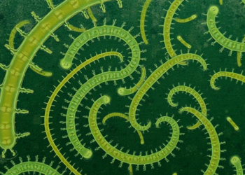 Hidden Parasites Surface in Brazilian Zoo Animals in Landmark Survey