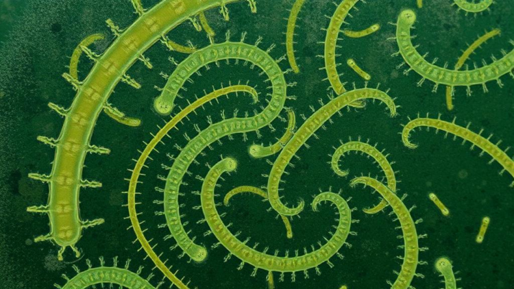 Hidden Parasites Surface in Brazilian Zoo Animals in Landmark Survey