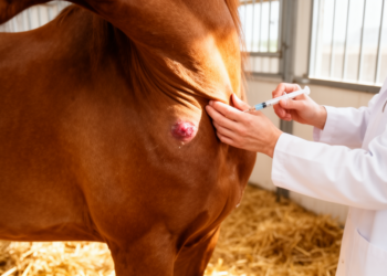 Subcutaneous Vaccination in Horses Spurs Stronger Local Reactions Than Intramuscular Shots