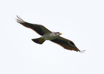 New R package revives classic aerodynamics model to map how far migrating birds can fly non-stop