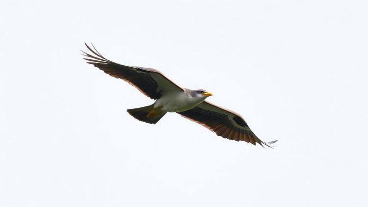 New R package revives classic aerodynamics model to map how far migrating birds can fly non-stop