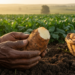 Forgotten Ethiopian Root Crop Holds Clues to Food Security, New Study Finds