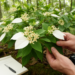 Two Southeast Asian Mussaenda Species Turn Out to Be One Widespread Plant