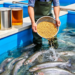 Canola Oil Can Fully Replace Fish Oil in Black Sea Trout Feed Without Sacrificing Growth