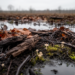 Bog fungi hide in plain sight: litter, roots and wood dwarf peat’s hidden riches