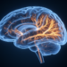 The Silent Interval: Hidden Brain Remodeling Precedes the Return of Seizures