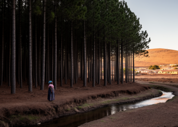 Why South Africa’s Returned Forests Are Failing the Communities Who Reclaimed Them