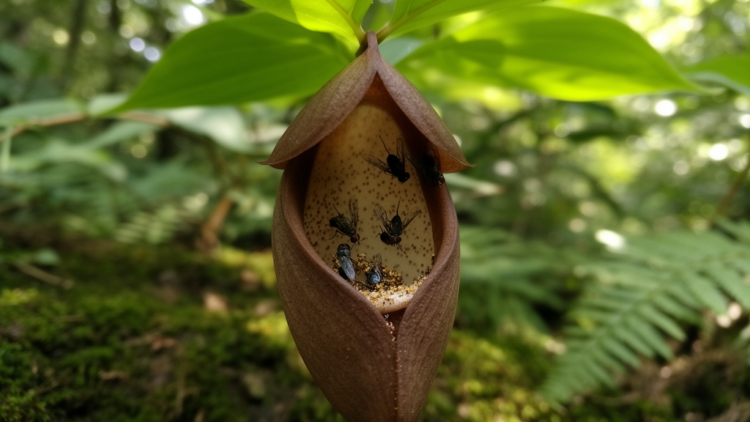 Deceptive Trap Flower Recruits Native Fruit Flies as Pollinators in China