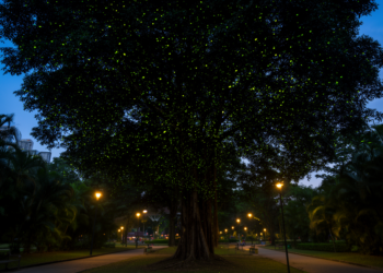 Streetlights dim the glow, but tree canopy gives fireflies a refuge in a Kuala Lumpur park