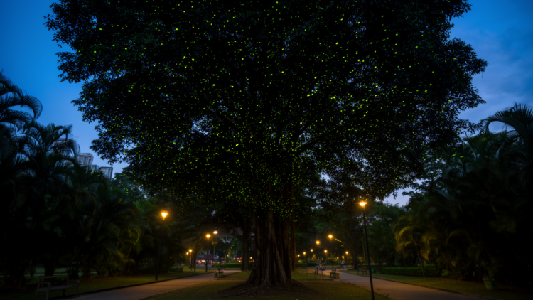 Streetlights dim the glow, but tree canopy gives fireflies a refuge in a Kuala Lumpur park