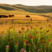Smart Cattle Grazing Turns Rangelands Into Monarch Butterfly Strongholds
