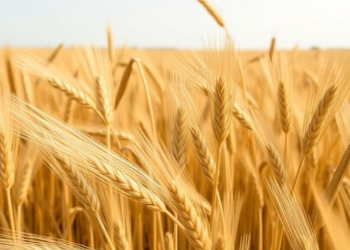 Growth Regulator and Nitrogen Combo Lifts Yields in Late-Sown Wheat