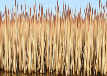 Danube Delta Reeds Emerge as Powerful Carbon Sinks and Pollution Traps, Five-Year Study Reveals