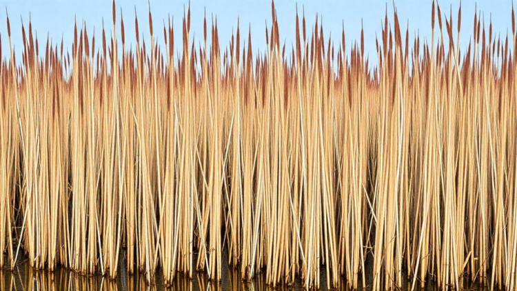 Danube Delta Reeds Emerge as Powerful Carbon Sinks and Pollution Traps, Five-Year Study Reveals