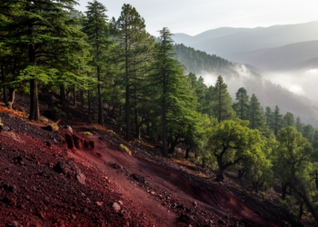 Volcanic Soils Turn Moroccan Atlas Forests into Carbon Hotspots