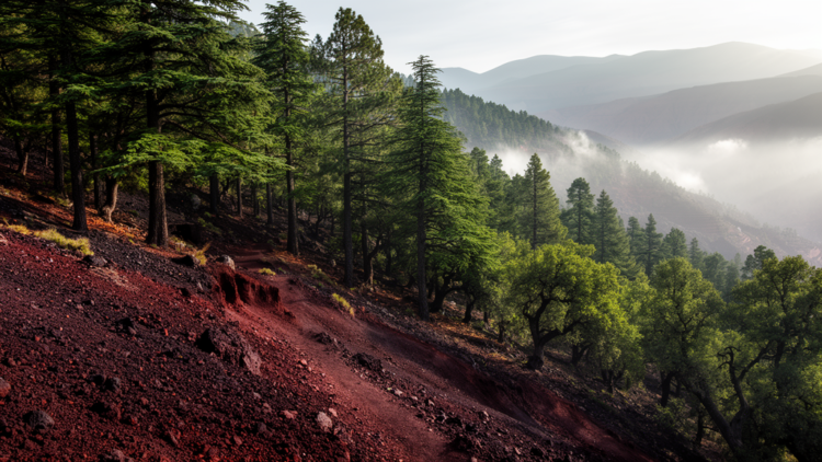 Volcanic Soils Turn Moroccan Atlas Forests into Carbon Hotspots