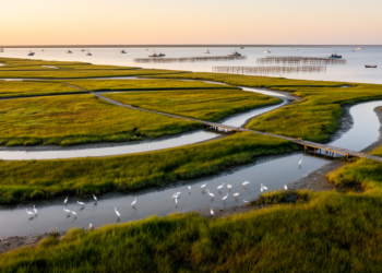 The $137 Million Blueprint: How Ecosystem Accounting Is Rewriting the Business Case for Coastal Restoration