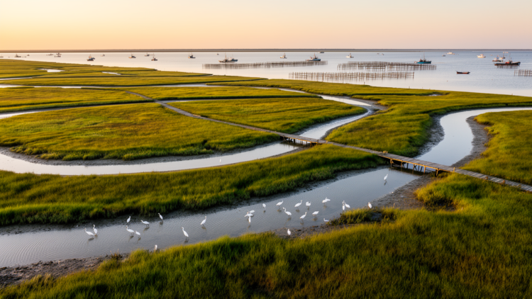 The $137 Million Blueprint: How Ecosystem Accounting Is Rewriting the Business Case for Coastal Restoration