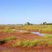 Climate and Land-Use Change Reshape Invasion Risk in Tanzania’s Lake Zone, Study Finds