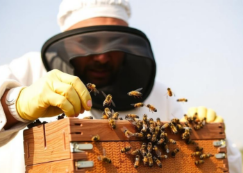 Pakistan’s Beekeeping Boom Runs on Imported Bees and Missing Data