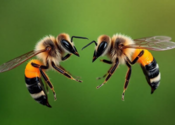 Half male, half female: rare dual-sex bees found in Germany