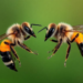 Half male, half female: rare dual-sex bees found in Germany