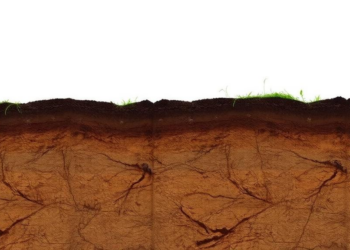 Coastal Bangladesh Soils Reveal Stark Nitrogen Crisis in New Nutrient Maps