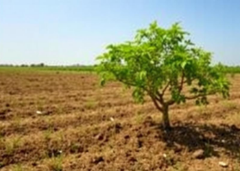 Planting Trees on Farmland, Not Grassland, Unlocks China’s Soil Carbon Bonanza
