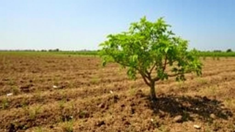 Planting Trees on Farmland, Not Grassland, Unlocks China’s Soil Carbon Bonanza