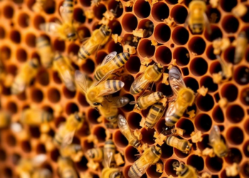 Beehive Bacteria Show Promise Against Deadly Honeybee Brood Disease
